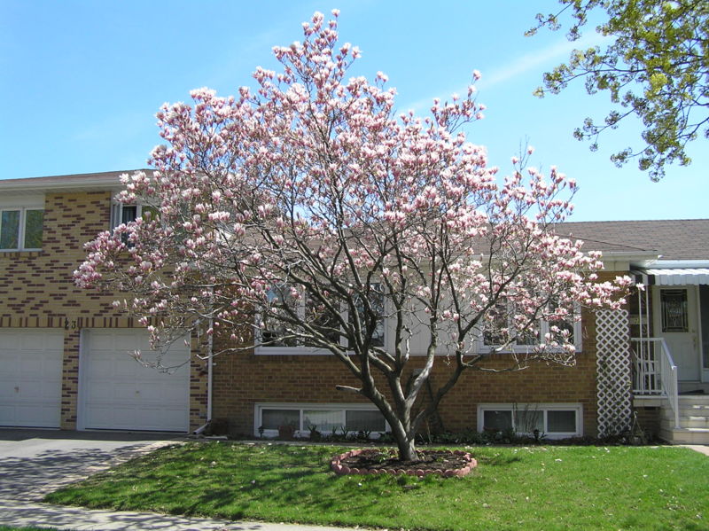 magnolia tree in bloom. had a big magnolia tree in